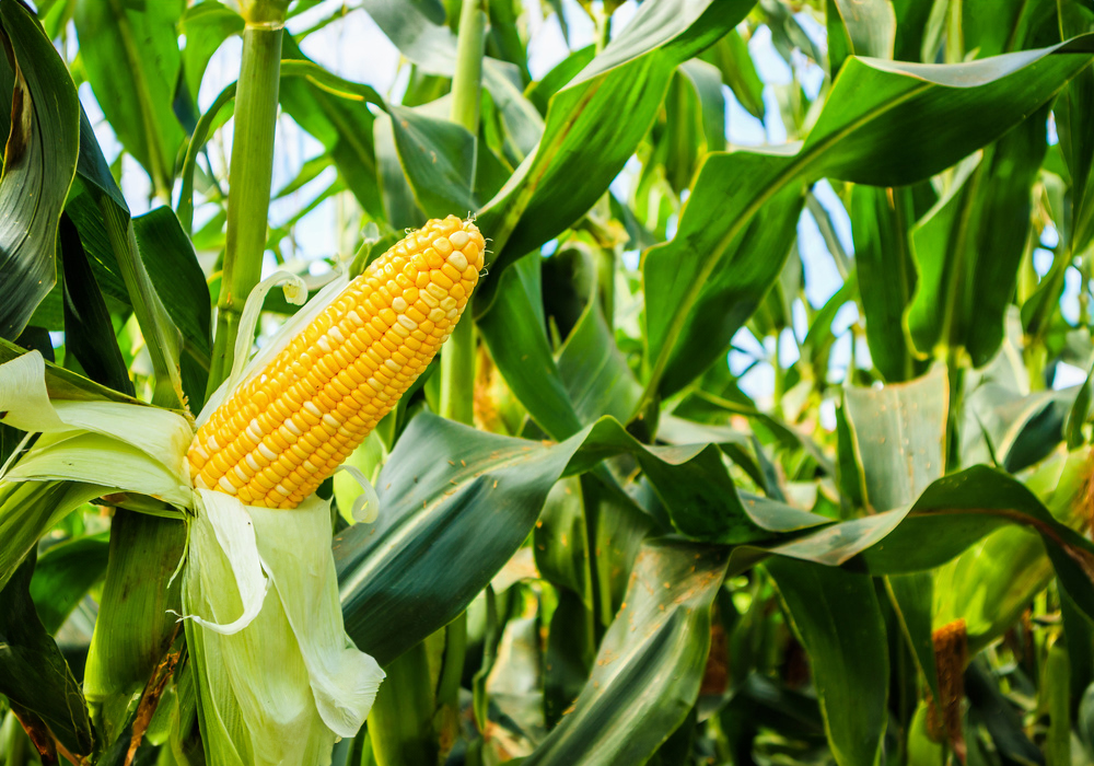 ����� �Ľ�Ÿ �ҽ�