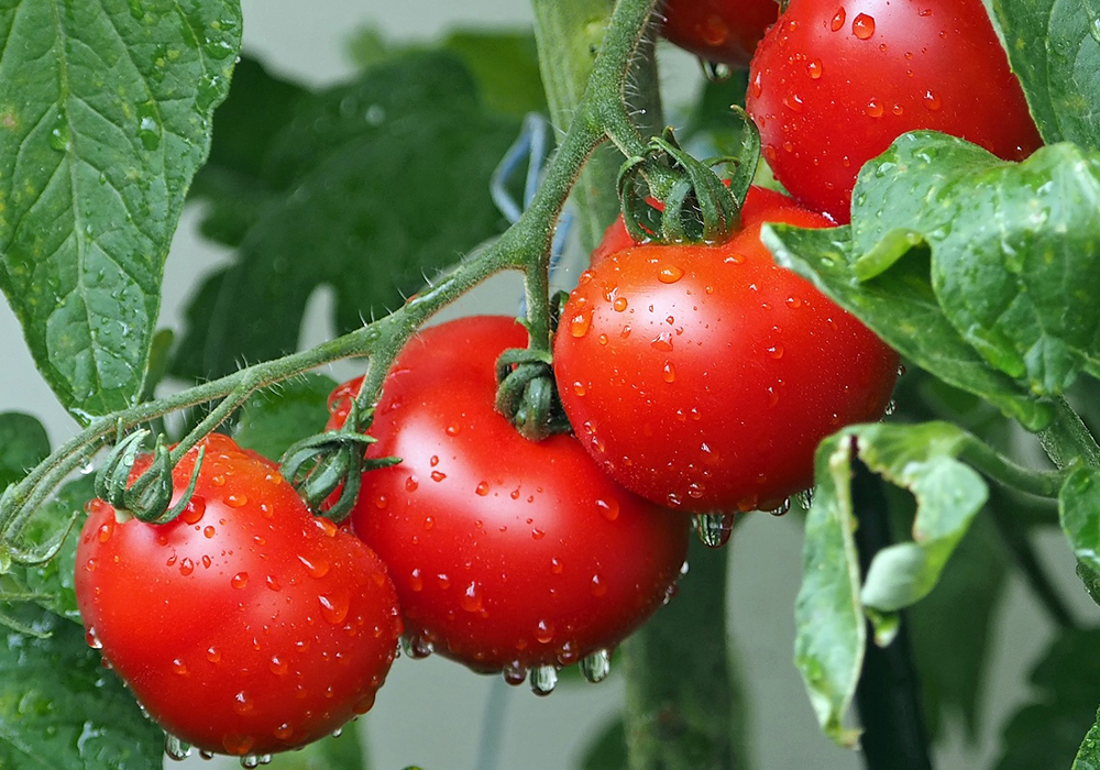 ����� �Ľ�Ÿ �ҽ�