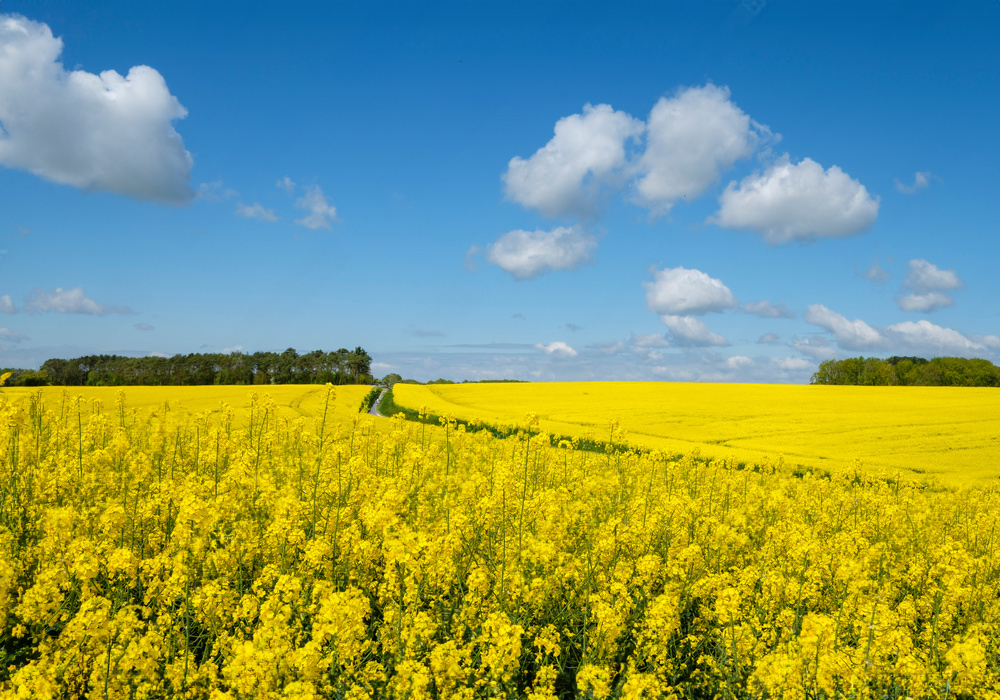 �������� ����