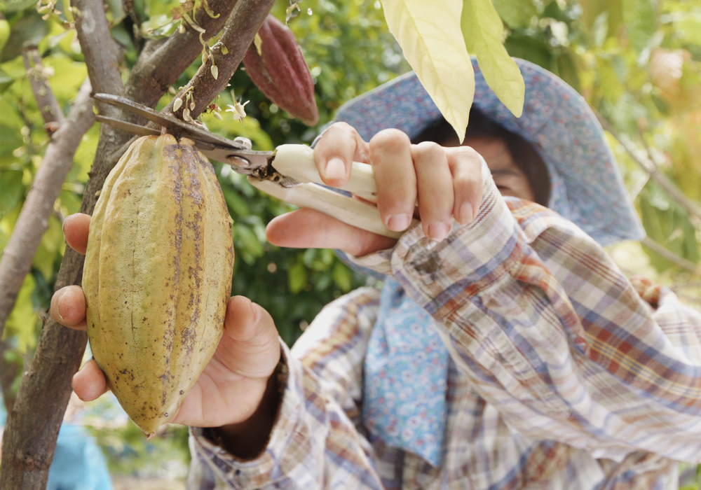 ���Ӱ��ɼ�